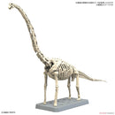 Plannosaurus Brachiosaurus Model