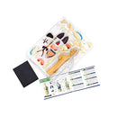 Thames and Kosmos Human Body Anatomy Model